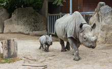Rhino Rhinoceros Animal Baby  Zoo