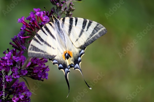 Board z aluminiowym obramowaniem Motyl
