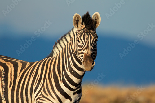 Board z aluminiowym obramowaniem Równiny (burchell) zebra portret