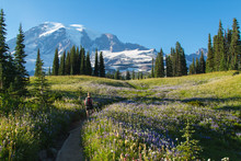 HIking Mount Rainier
