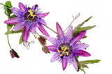 Fototapeta  - Passionsblumen: passiflora violacea / Studioaufnahme