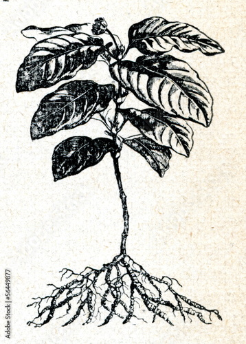 Ипекакуана (рвотный корень). Ипекакуана (рвотный корень). Ипекакуана. Корень ипекакуаны. Женьшень аралиевые.