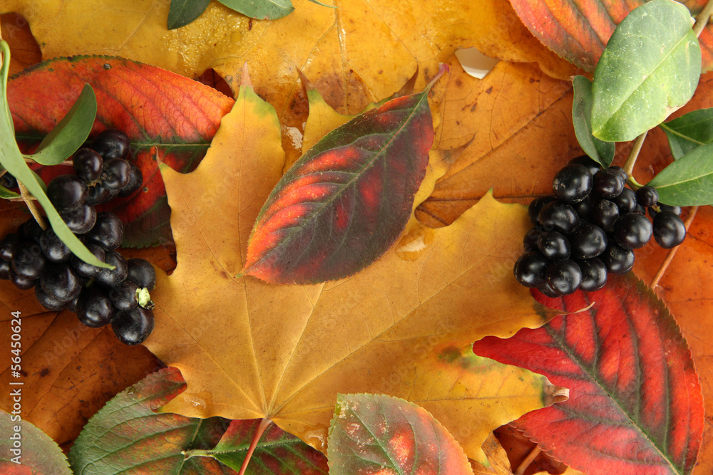 bright autumn leaves and wild berries, close up