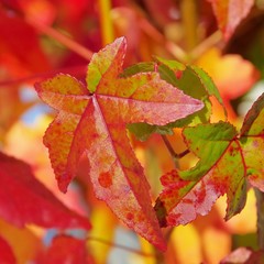 Wall Mural - Amberbaum - sweetgum 06