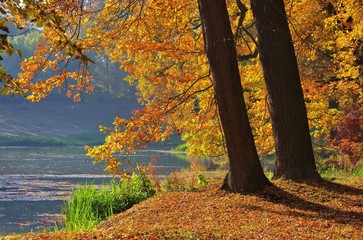 Canvas Print - Eiche im Herbst - Oak tree in fall 08