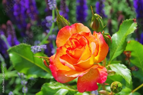 Obraz na płótnie canvas dwuczęściowy "dyptyk" Rose bonanza 02