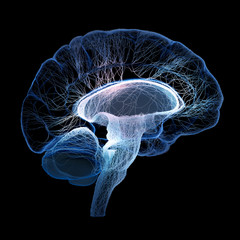 Human brain illustrated with interconnected small nerves