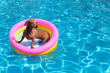 Dog On Airbed In The Pool