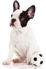 Canvas Print - French bulldog puppy with toy  ball over white