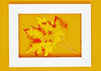 Wall Mural - Fall leaves. Autumn leaves of maple
