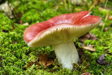 Edible Wild Red Russula Mushroom On Green Moss