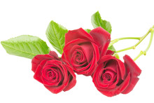 Drei Rote Rosen