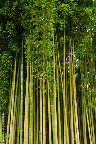 Fototapeta na wymiar Canne di bambù