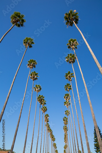 Naklejka samoprzylepna Palmy la los angeles z rzędu typowe kalifornijskie