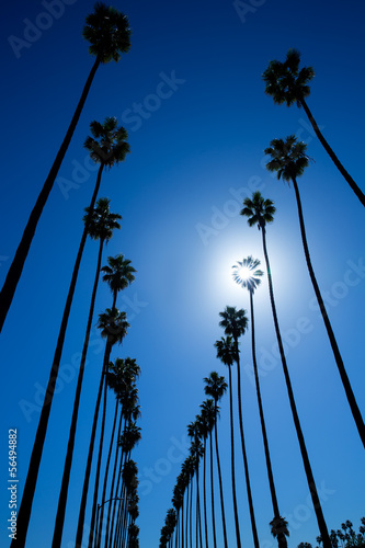 los-angeles-los-angeles-drzewka-palmowe-kalifornia-z-rzedu-typowy