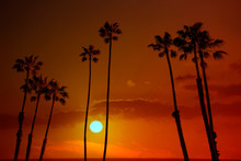 California high palm trees sunset sky silohuette