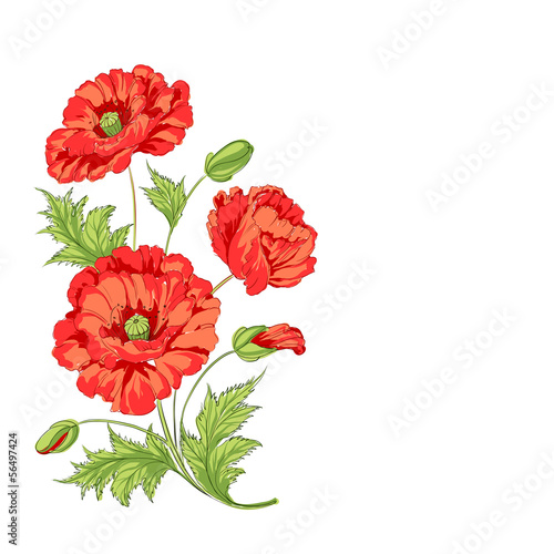 Naklejka dekoracyjna Red poppy card