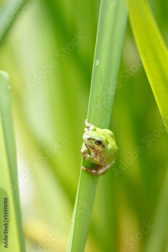 Obraz na płótnie canvas czteroczęściowy "tetraptyk" Żaby i liście