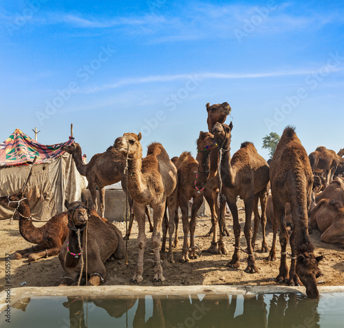 Plakat na papierze fotorealistycznym Wielbłądy w Pushkar Mela (Pushkar Camel Fair), Indie