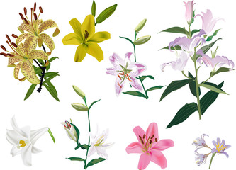 Wall Mural - set of eight color lily flowers