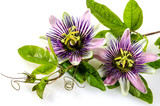 Fototapeta  - Passionsblumen: passiflora incarnata