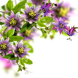 Fototapeta  - Passionsblumen: passiflora violacea und passiflora incarnata