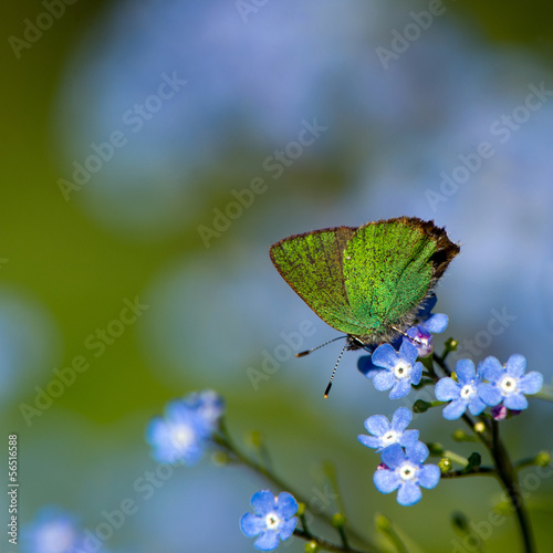 Board z aluminiowym obramowaniem Zielona sierść (callophrys rubi), szwecja