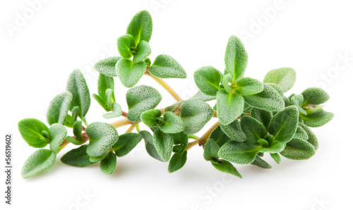 Fotografía Thyme isolated on white background. Macro
