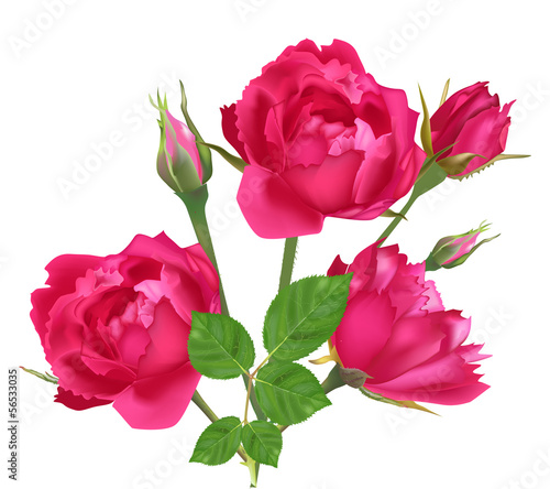Fototapeta na wymiar three pink roses and buds isolated on white
