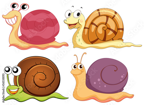 Fototapeta do kuchni Four snails with different shells