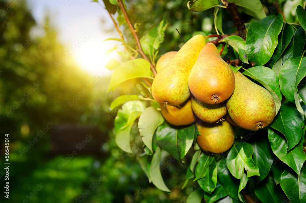 Fresh organic pears on tree branch - obrazy, fototapety, plakaty 