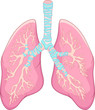 Human lung anatomy