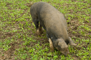 pot-bellied pig