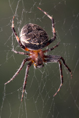 Wall Mural - spider in nature. macro