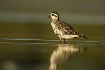 Wall Mural - Grey plover, Pluvialis squatarola