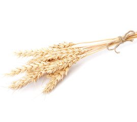 Poster - Wheat ears isolated on white background.