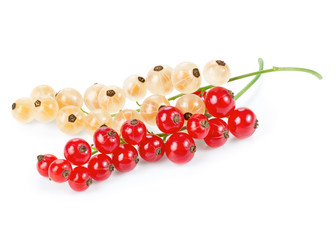 Wall Mural - White and red currant