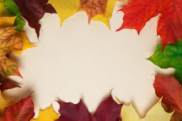 Wall Mural - autumn maple leaves on paper surface