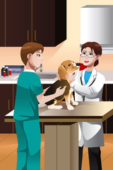 Wall Mural - Veterinarian examining a cute dog