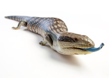 A Blue Tongue Lizard Poking Its Tongue Out On A White Background