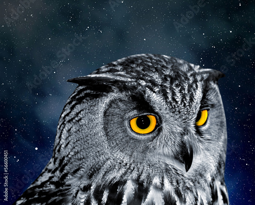 Board z aluminiowym obramowaniem Puchacz, bubo bubo