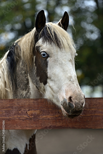 Nowoczesny obraz na płótnie Horse