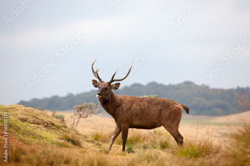 Board z aluminiowym obramowaniem Sri lankijski sambar jelenie w horton plains national park