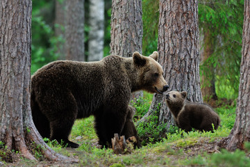 bear with cubs in the forest