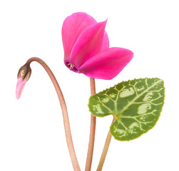 Wall Mural - cyclamen