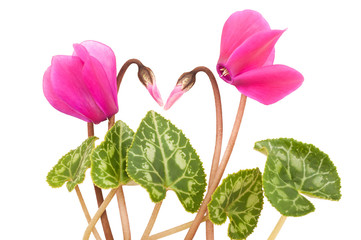 Wall Mural - cyclamen