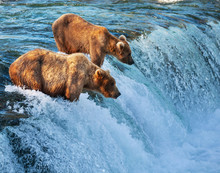 Bear On Alaska