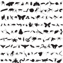 Set Of More Than A Hundred Insects