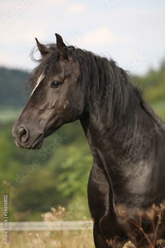 Naklejka dekoracyjna Black welsh cob