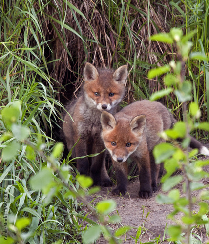 Board z aluminiowym obramowaniem Czerwone lisy (vulpes vulpes) w wieku 45 dni.